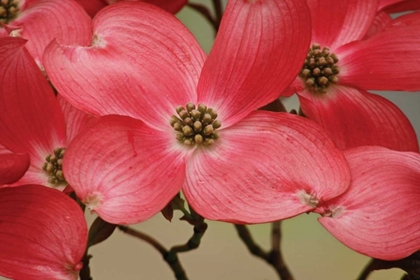 Picture of DOGWOOD DELICACY III