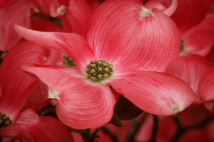 Picture of DOGWOOD DELICACY IV