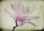 Picture of FLORAL DREAMS I