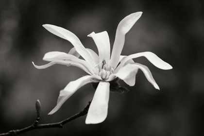 Picture of MAGNOLIA DREAMS I