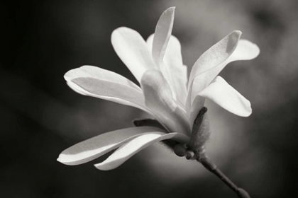 Picture of MAGNOLIA DREAMS II