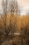 Picture of SPRING SERENITY II