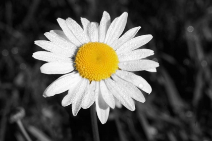 Picture of MORNING DAISY I