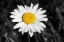 Picture of MORNING DAISY I