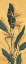 Picture of BIRD OF PARADISE