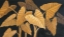 Picture of CALYPSO LEAVES II