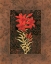 Picture of DAMASK LILY
