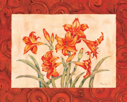 Picture of LINEN SCROLL AMARYLLIS