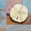 Picture of SANIBEL SAND DOLLAR