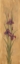 Picture of IRIS OF DELOS I