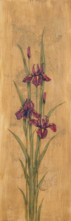 Picture of IRIS OF DELOS I