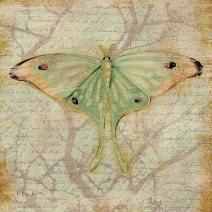 Picture of VINTAGE BUTTERFLIES III