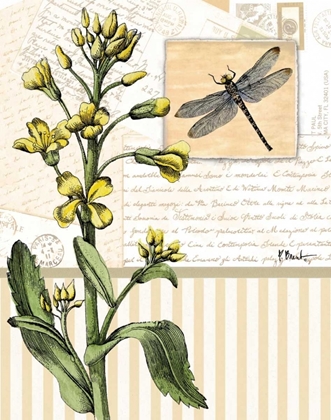 Picture of BOTANICAL COLLAGE II