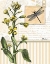 Picture of BOTANICAL COLLAGE II