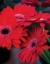 Picture of RED GERBERA DAISIES I