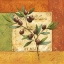 Picture of OLIVES DU MIDI II
