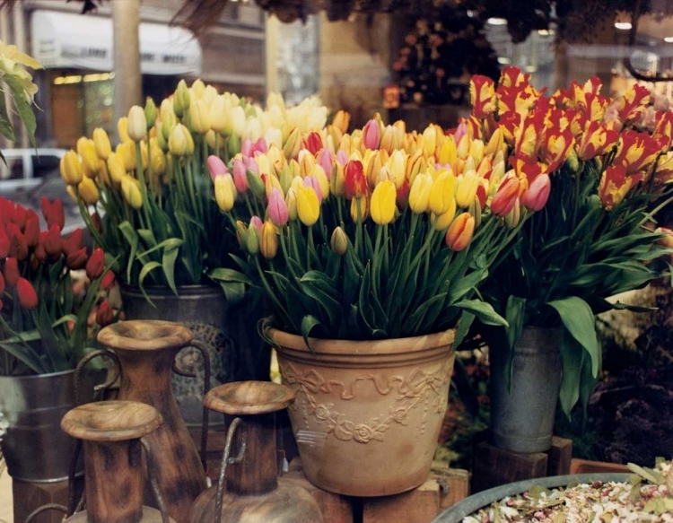 Picture of TULIPS PARIS