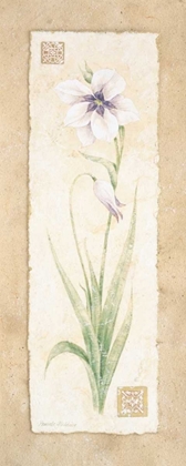 Picture of GLADIOLA