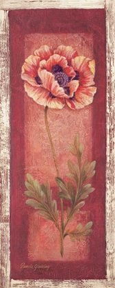 Picture of RED DOOR POPPY