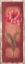 Picture of RED DOOR TULIP