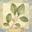 Picture of LEAF BOTANICALS IV