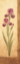 Picture of GRANDIFLORA II