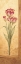 Picture of GRANDIFLORA IV