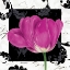 Picture of DAMASK TULIP II
