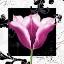 Picture of DAMASK TULIP III