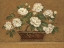 Picture of CAMELLIA TAPESTRY