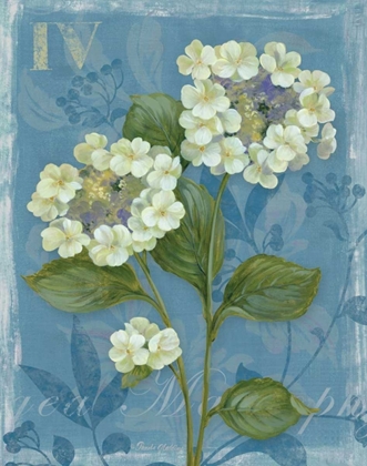 Picture of LACE HYDRANGEA