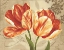 Picture of COLORI II