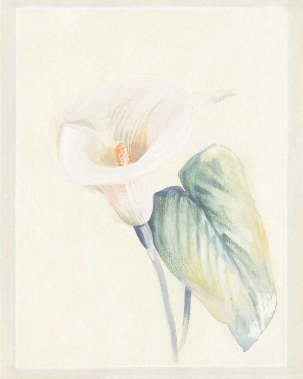 Picture of CALLA LILY II