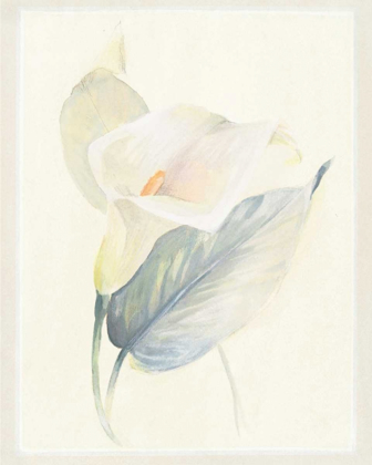 Picture of CALLA LILY III