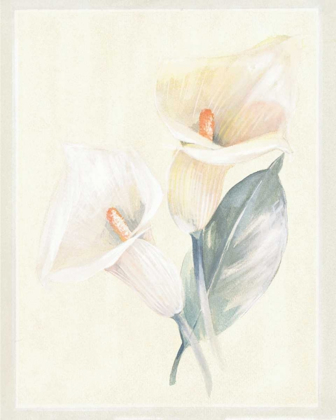 Picture of CALLA LILY IV