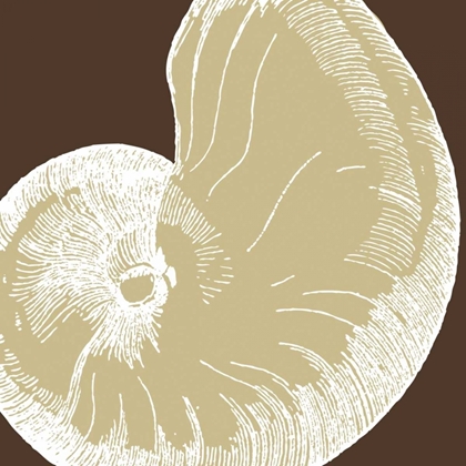 Picture of NATURAL SHELL II