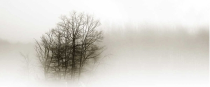 Picture of IN THE MIST II