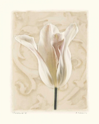 Picture of CHIAROSCURO II