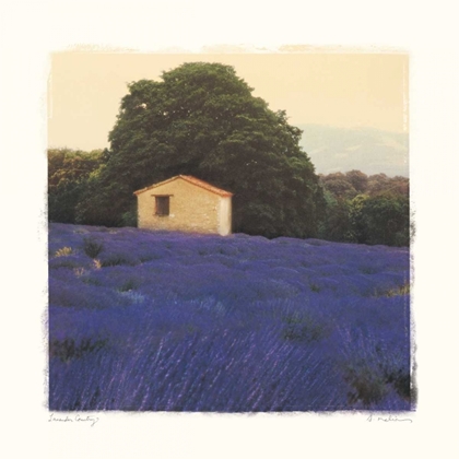 Picture of LAVENDER COUNTRY
