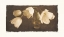 Picture of ANIMA I