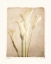 Picture of POETICA I