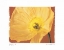 Picture of POPPY II
