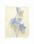 Picture of CAMPANULA I