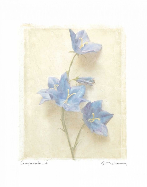 Picture of CAMPANULA I