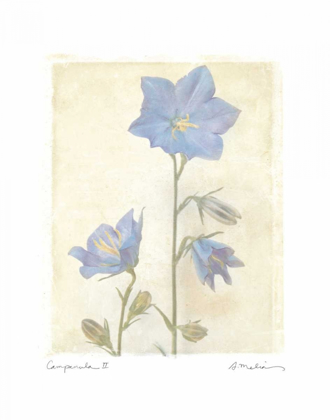 Picture of CAMPANULA II