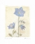 Picture of CAMPANULA II