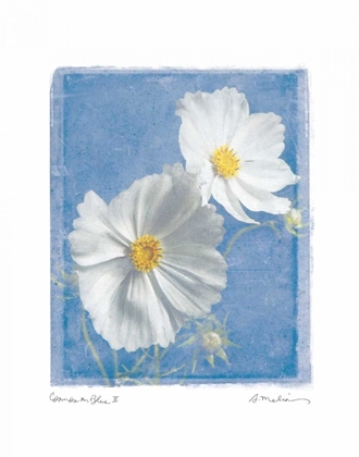 Picture of COSMOS ON BLUE II