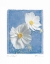 Picture of COSMOS ON BLUE II