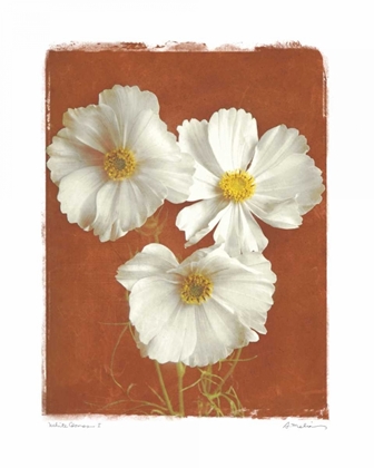 Picture of WHITE COSMOS I