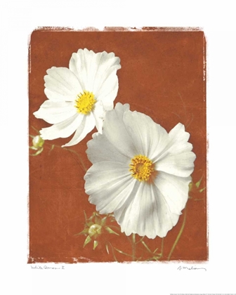 Picture of WHITE COSMOS II